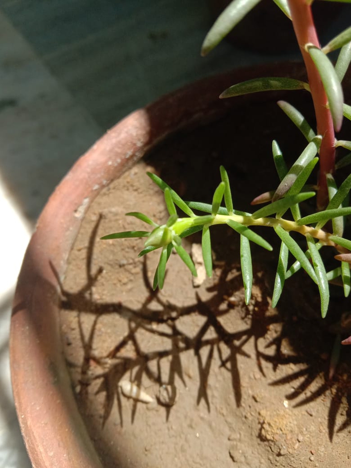 small plant