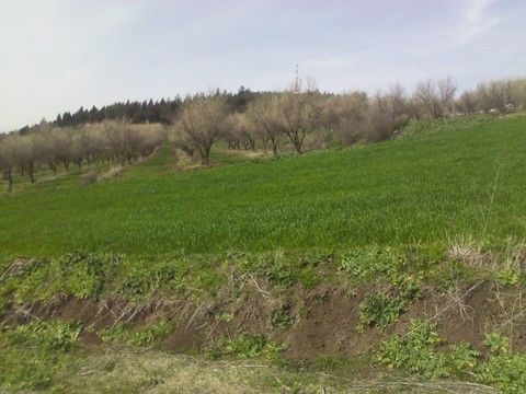 Clear Nature
