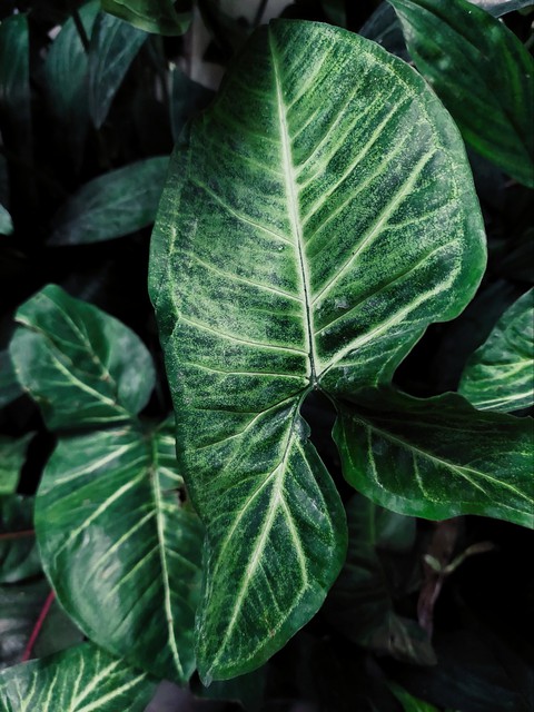 Nature