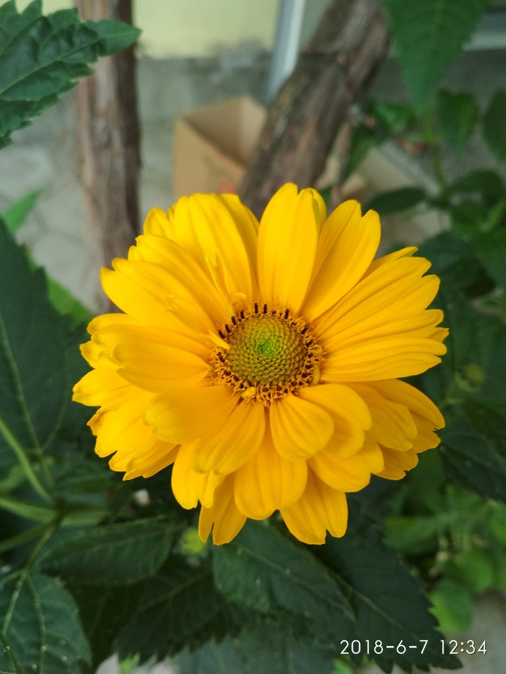 Chamomile