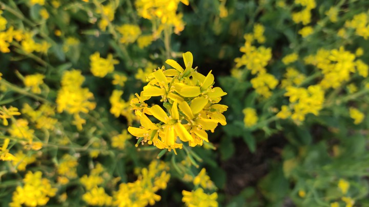 Shorshe Flower