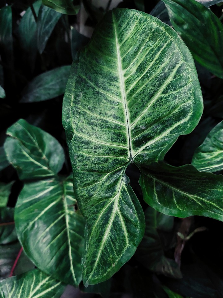Nature