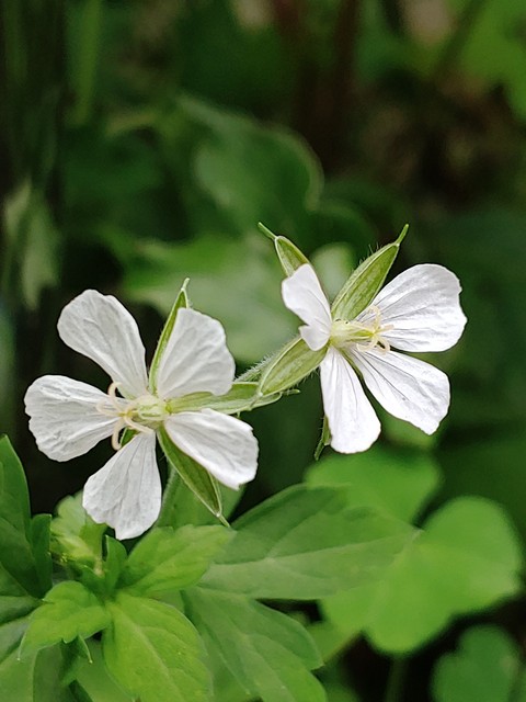 шпалери petal, flower