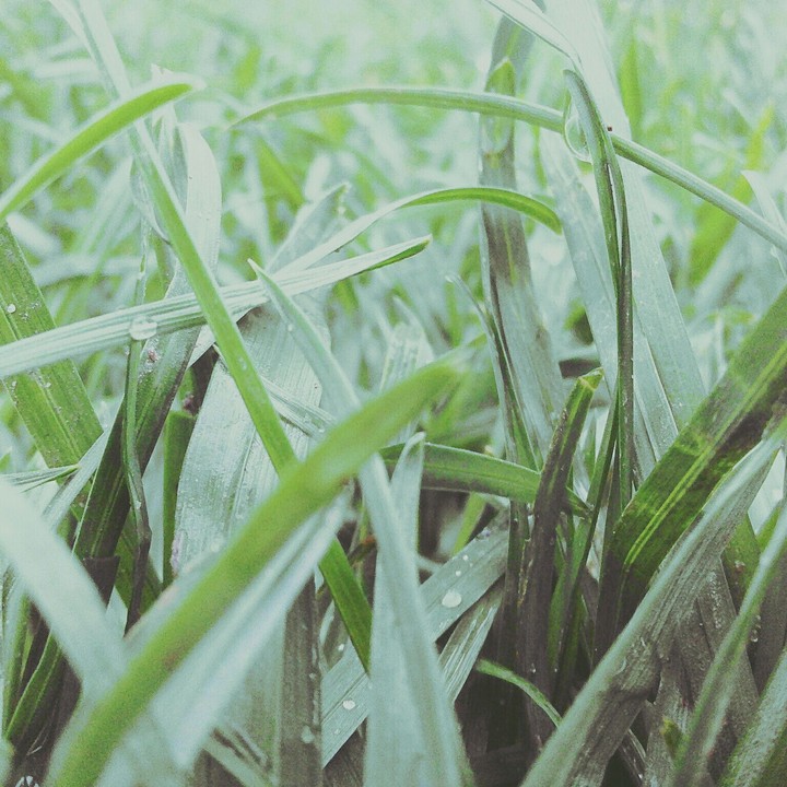 wet grass