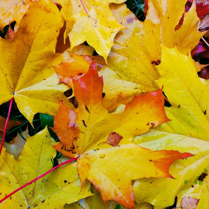 leaves