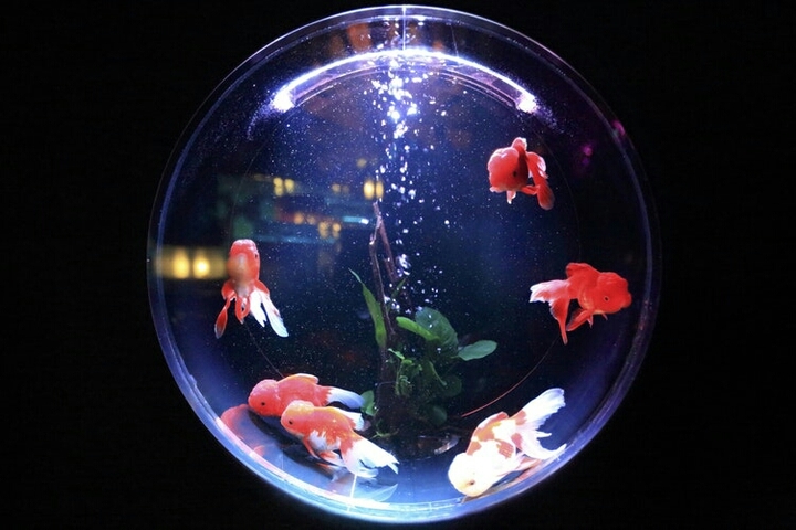 fishes♥