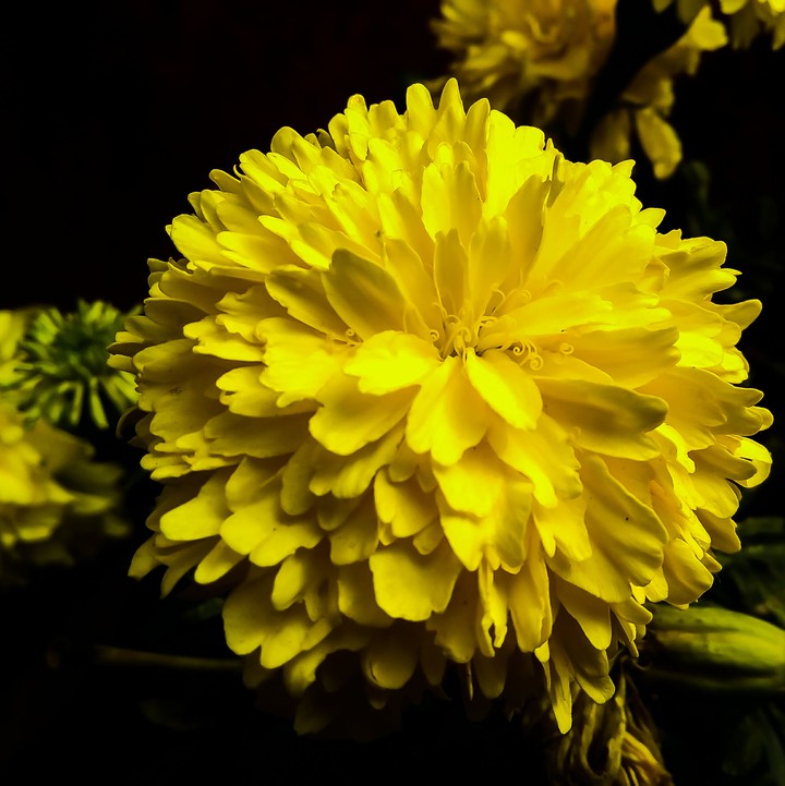 Marigold