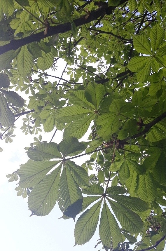 green leaf