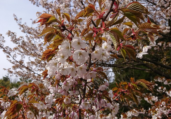山桜