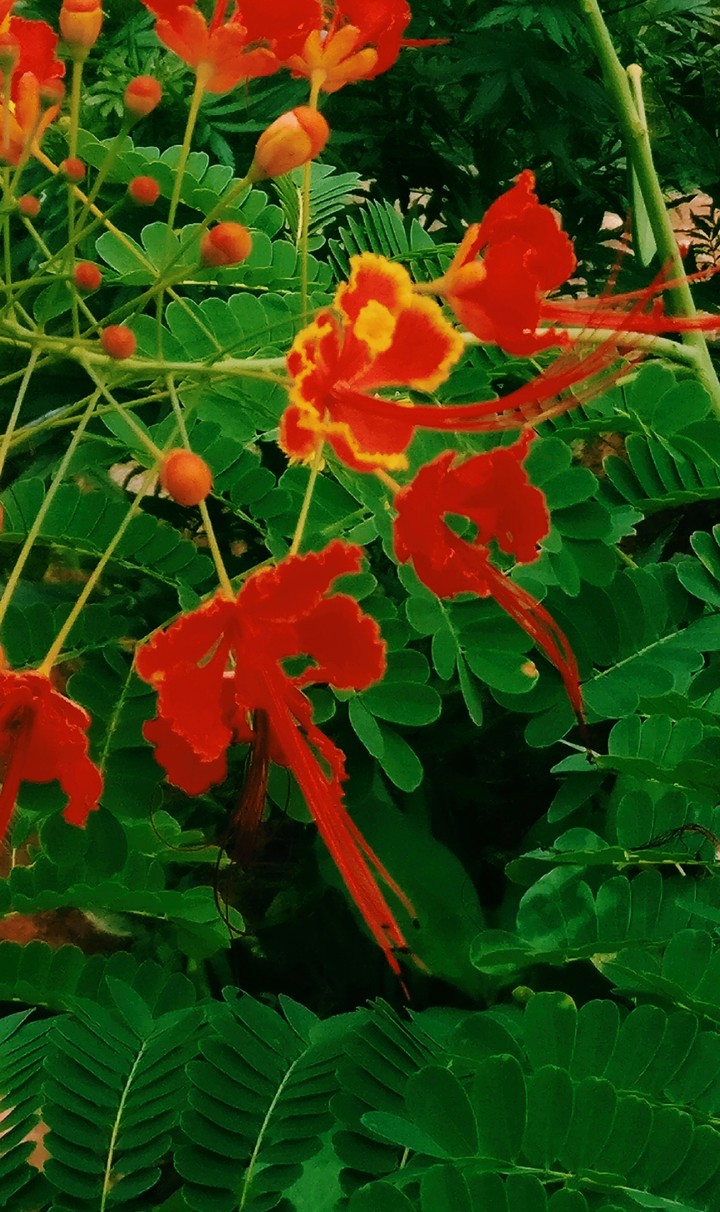 Flowers