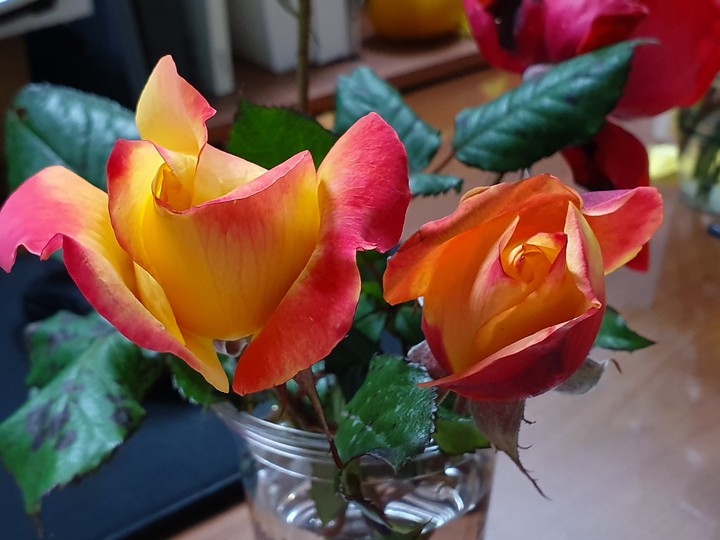 rose