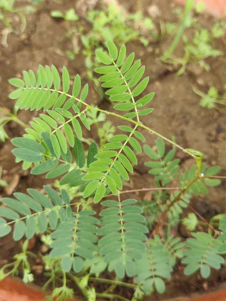 House Plant