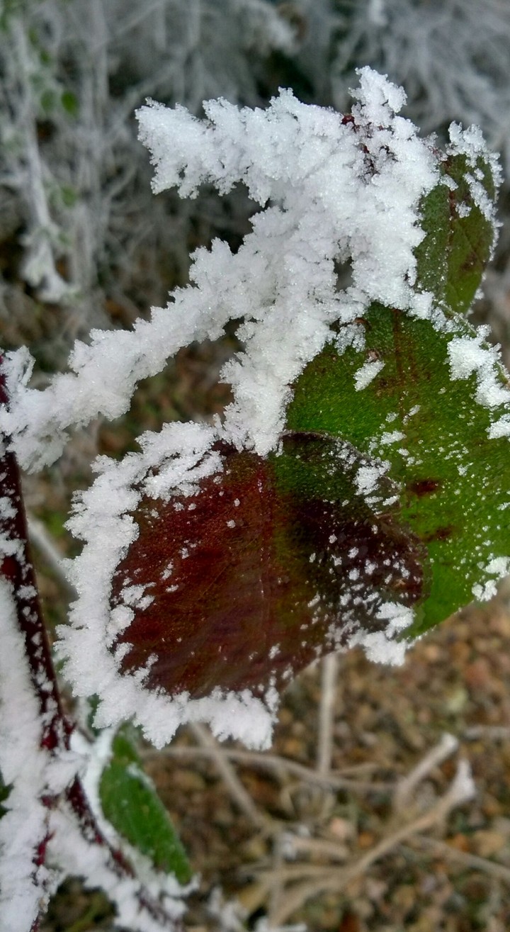 Leaf