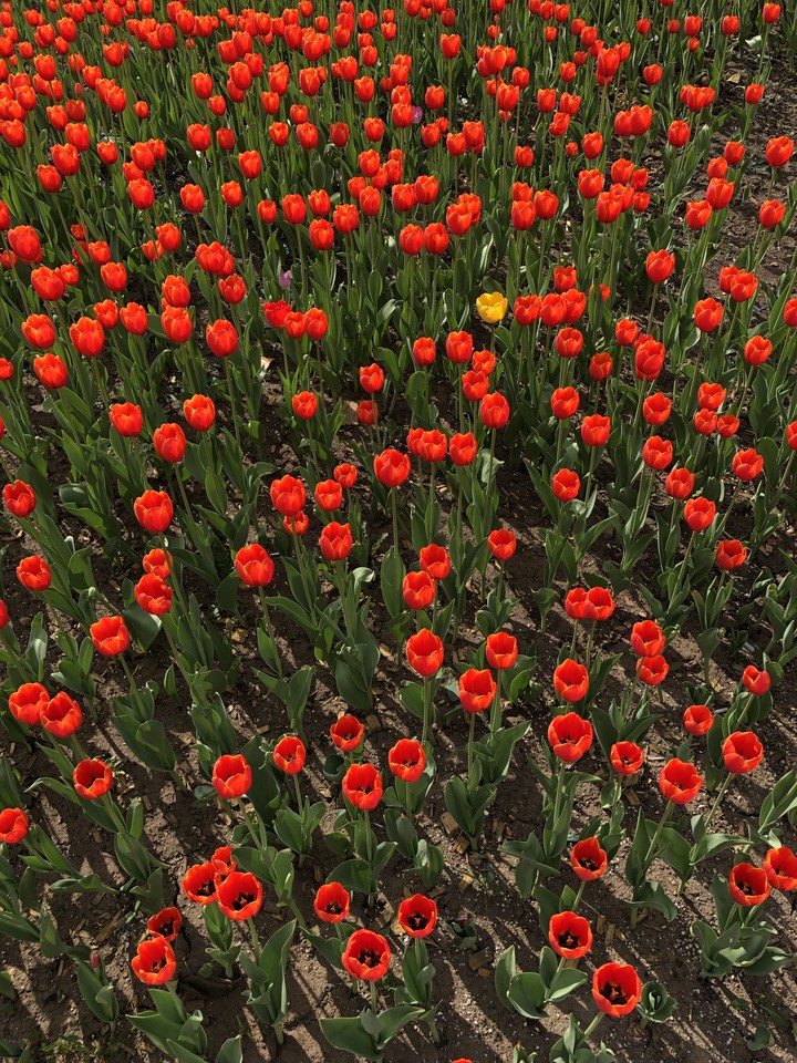 Tulips ?