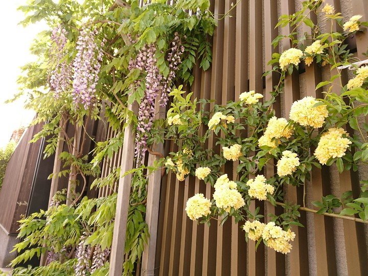 藤ともっこう薔薇