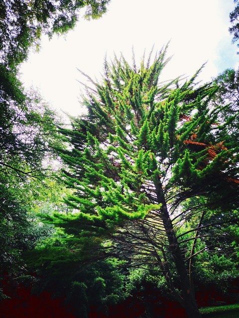 plant, tree Hintergrundbilder