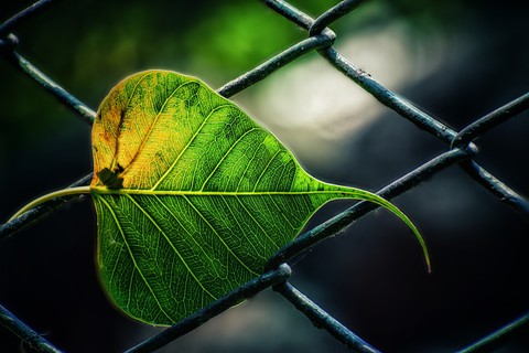 leaf