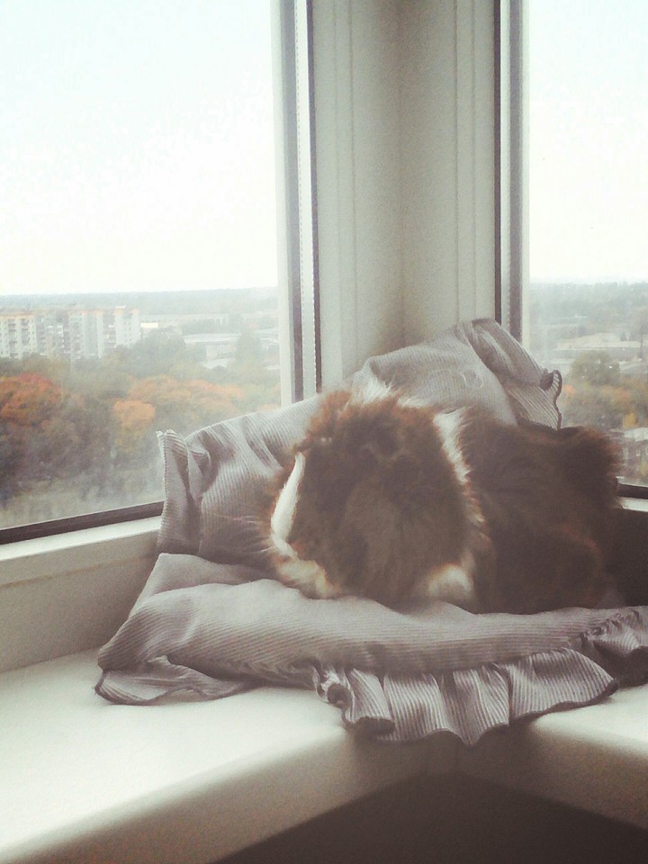 Королева