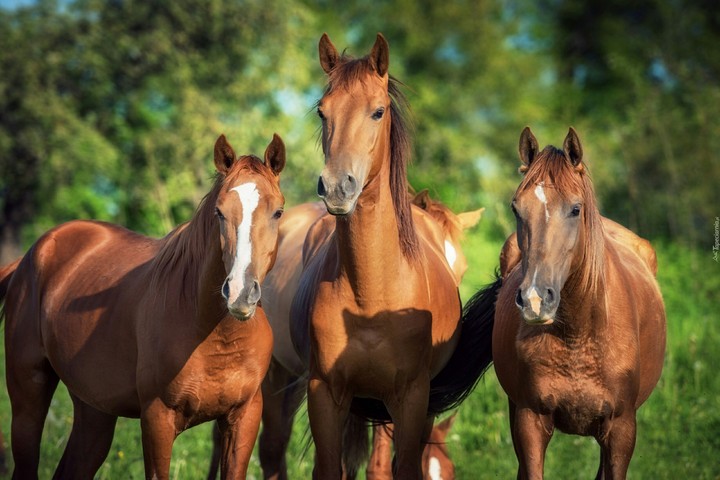 horse