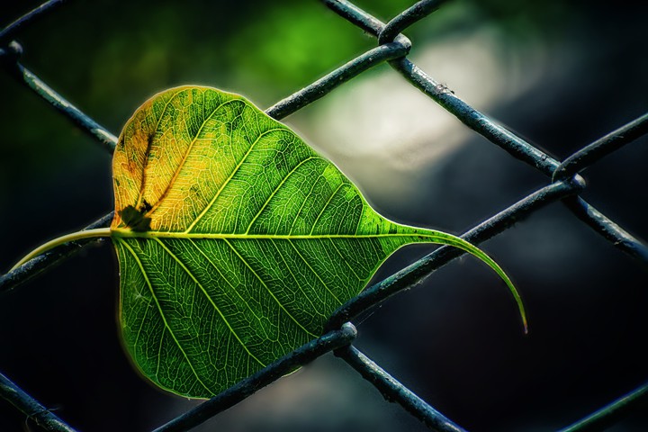 leaf