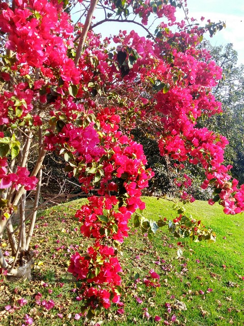 Natureza