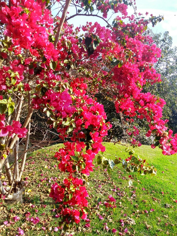 Natureza