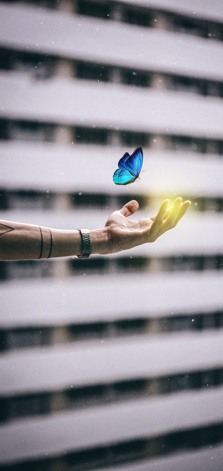 Butterfly