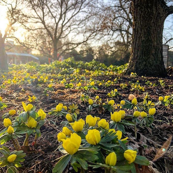 spring