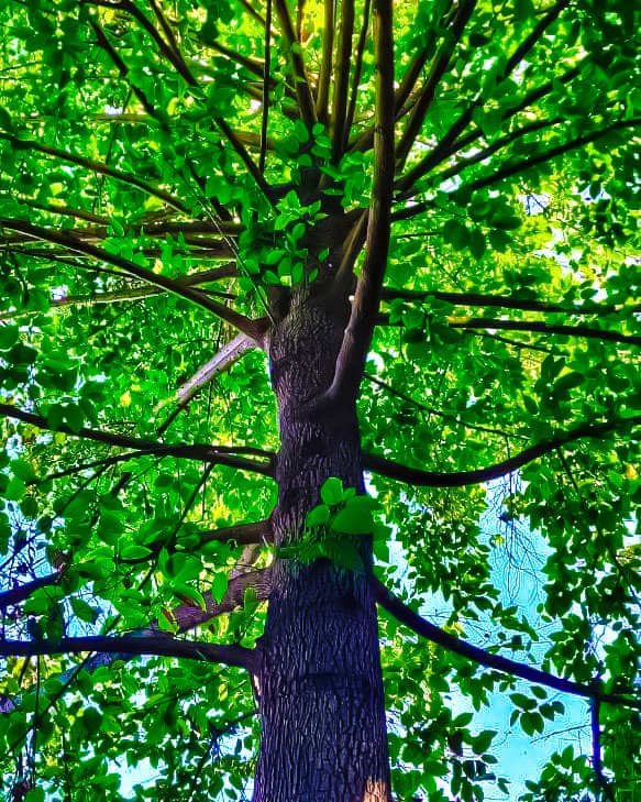 Tree, Sky