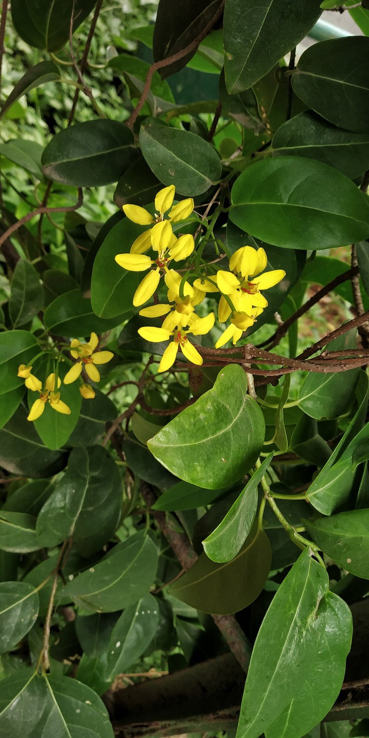 Garden Flower..