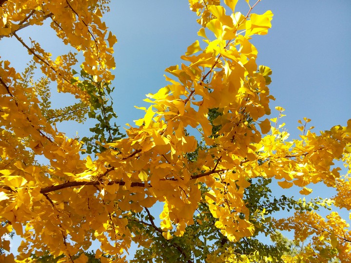 ginkgo biloba