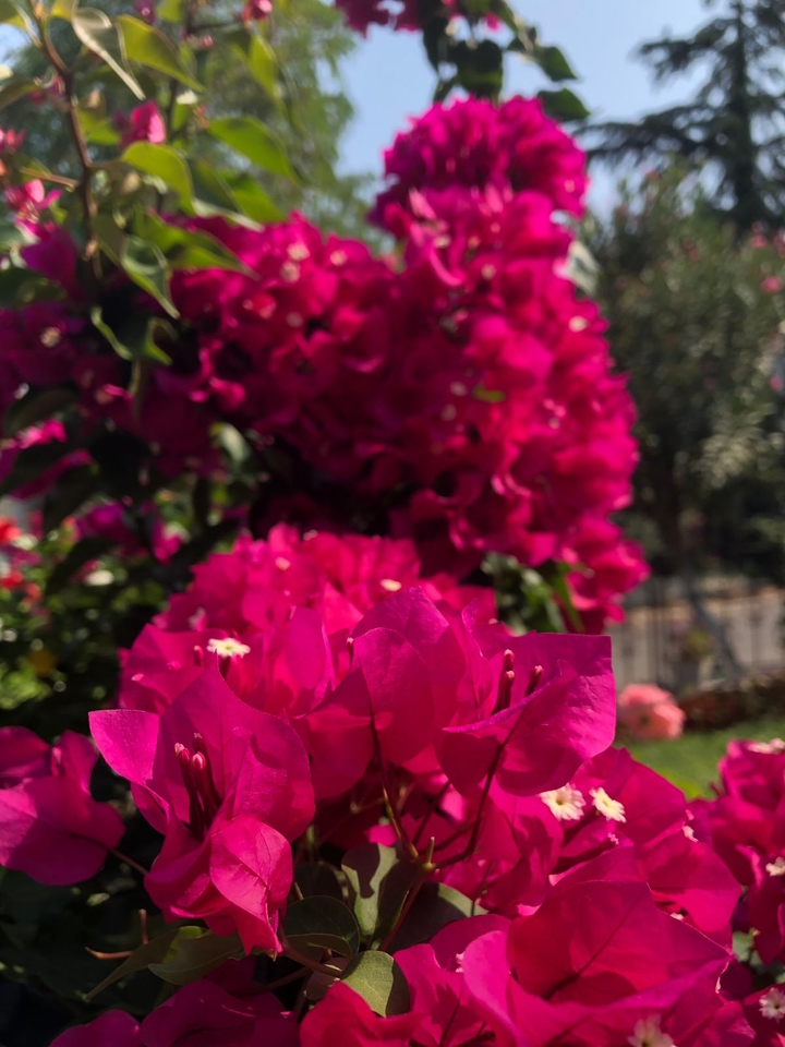 Flowers