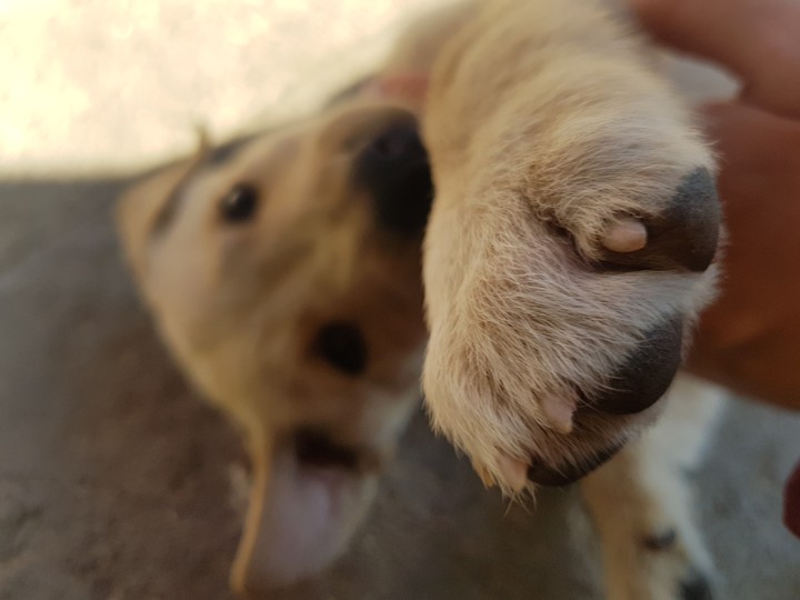 dog