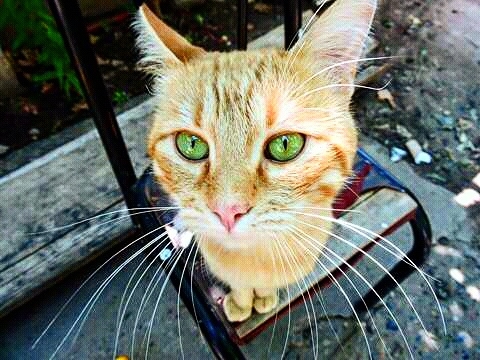 Jimmy Orange Cat