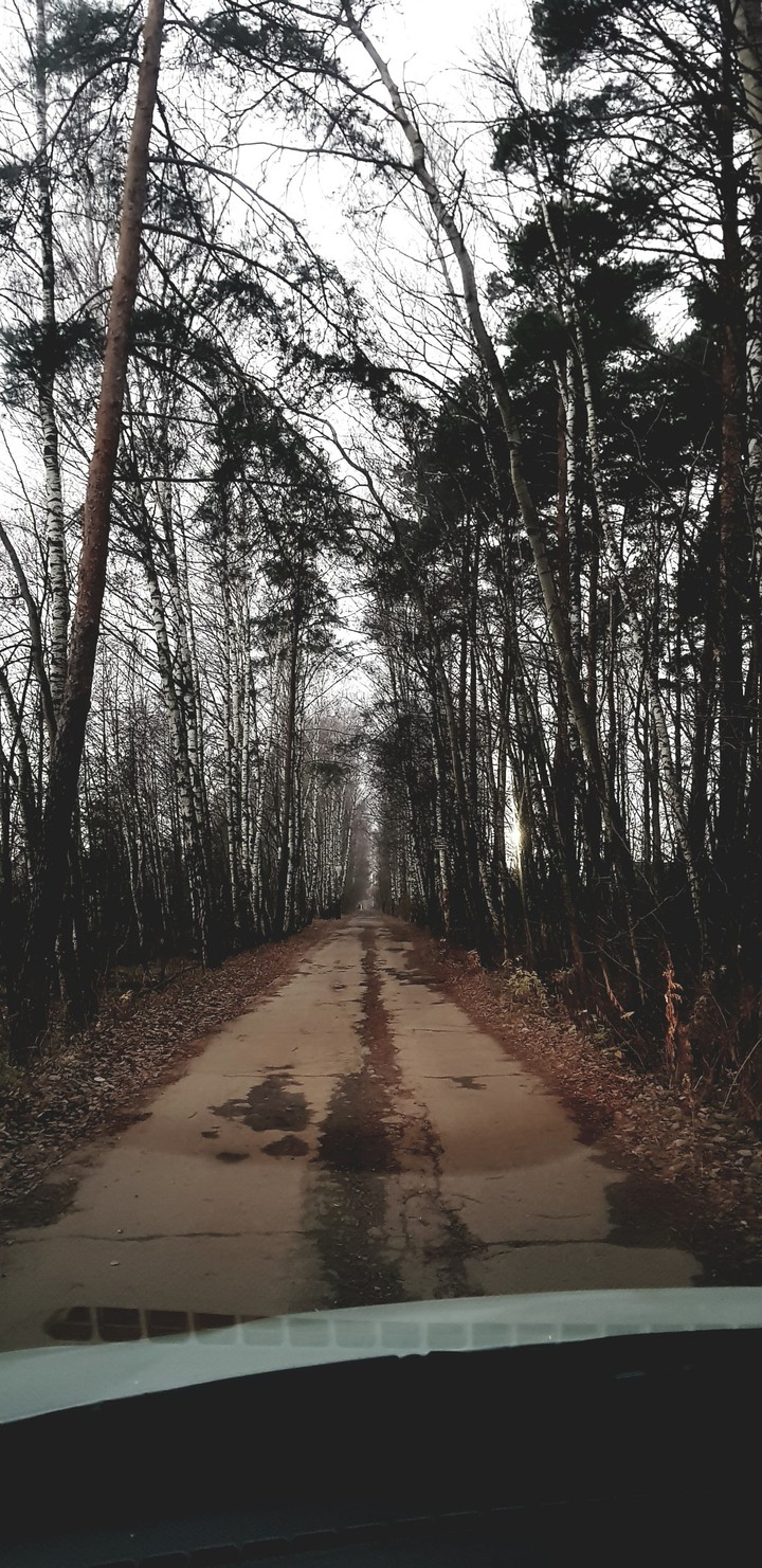 лесная дорога