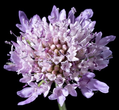 wildflower, Close-up achtergronden