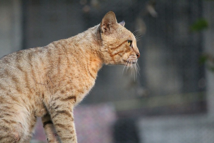 cat