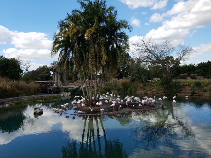 Swan