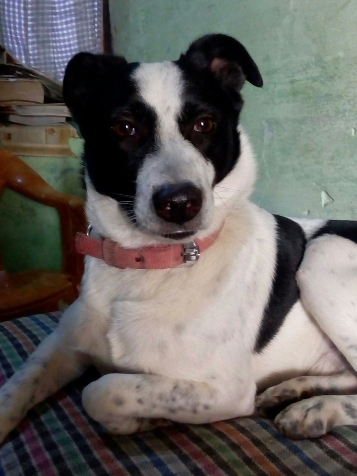 dog
