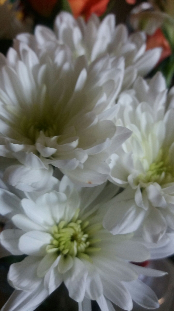 new flowers love white