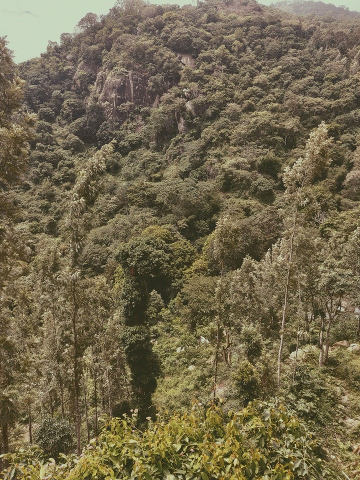 Forest