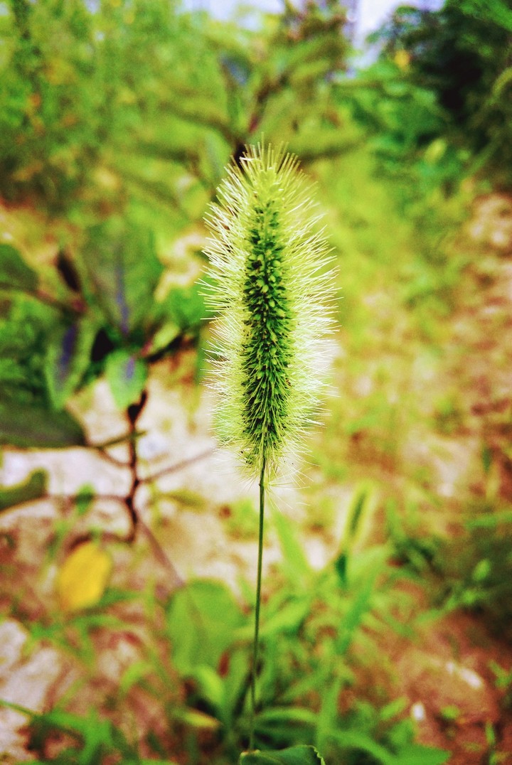 Plant