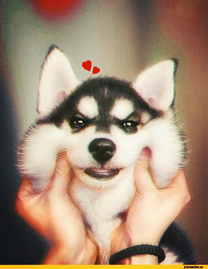 doggylover