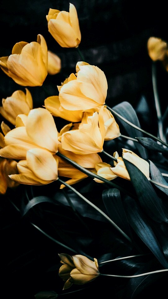 beauty flower