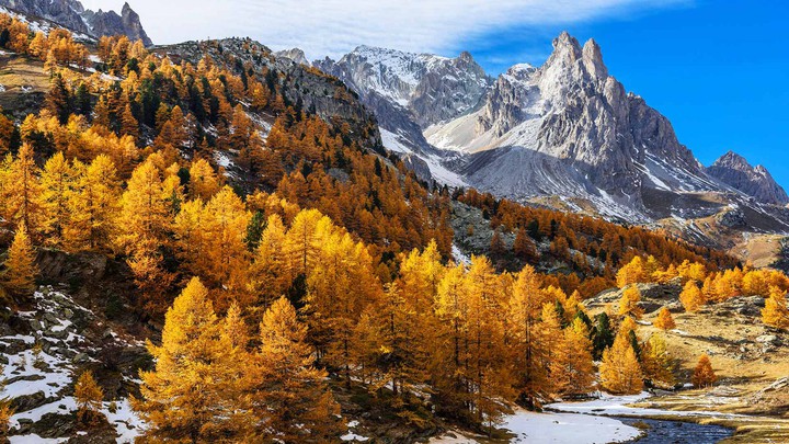 AUTUMN FOREST IN MOUNTAIN