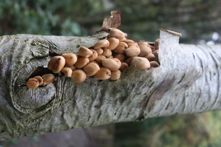 Mushrooms