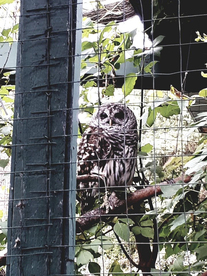 owl