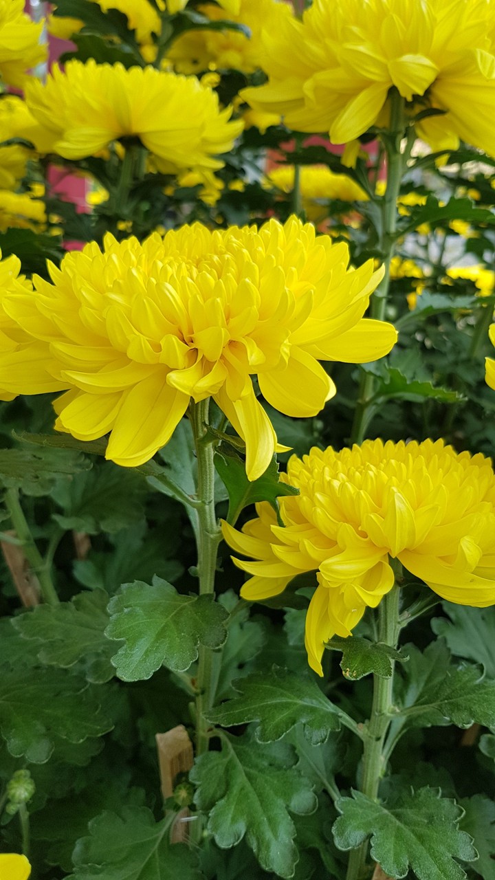 Vietnamese daisy flowers