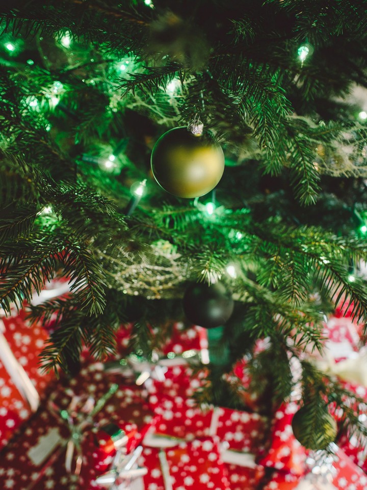 fir-tree