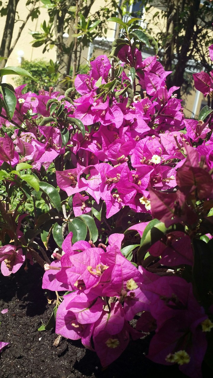 flower